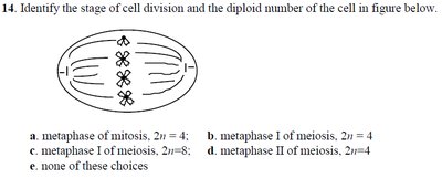 Cell division diagram