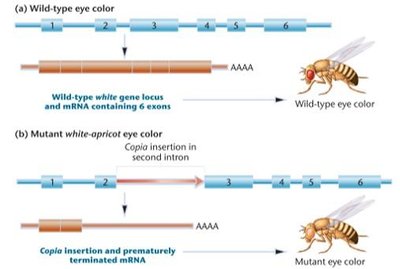Effects of copia insertion into the white gene of Drosophila