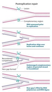Diagram of postreplication repair showing recombination and gap filling