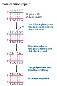 Base excision repair pathway diagram