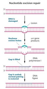 Nucleotide excision repair pathway diagram