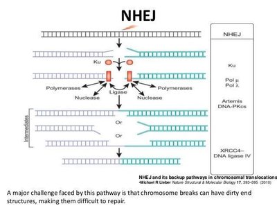 Diagram of nonhomologous end joining (NHEJ) pathway