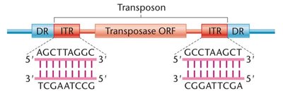 Structure of a DNA transposon with ITRs and transposase ORF