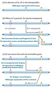 Effects of Ac and Ds elements on gene expression in maize