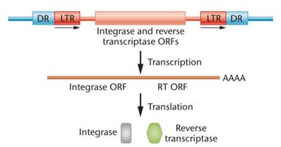 Structure of an LTR retrotransposon with integrase and reverse transcriptase ORFs