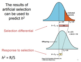 Diagram showing selection differential and response to selection in heritability calculation