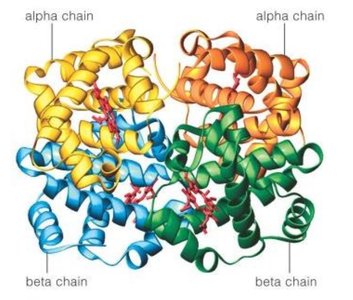 Normal and sickle-shaped red blood cells