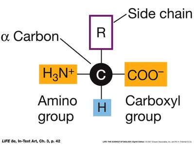 General structure of an amino acid