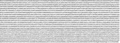 Amino acid sequence of a protein (primary structure)