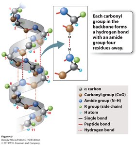 Alpha helix structure with hydrogen bonds
