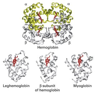 Quaternary structure of hemoglobin and related proteins