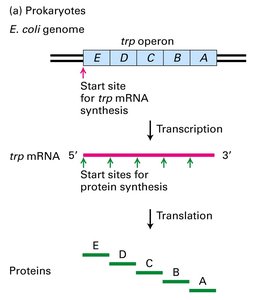 Polycistronic mRNA in prokaryotes