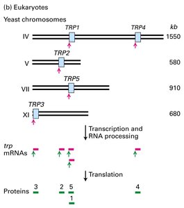 Monocistronic mRNA in eukaryotes
