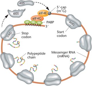 Closed-loop model of eukaryotic translation initiation
