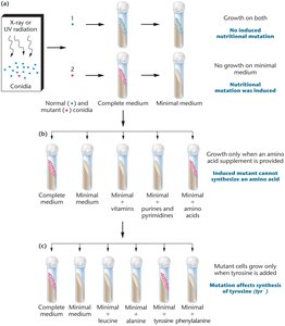 Beadle and Tatum's experiment with Neurospora