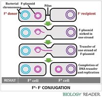 F+ F- conjugation diagram