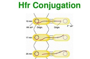 Hfr conjugation process