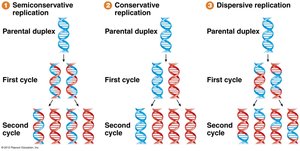 Replication fork showing leading and lagging strand synthesis