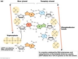 DNA polymerase structure and proofreading activity