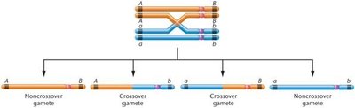 Consequences of a single exchange between two nonsister chromatids