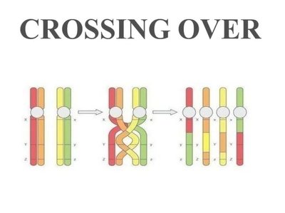 Diagram of crossing over between homologous chromosomes