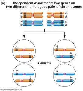 Independent assortment: two genes on different chromosomes
