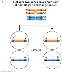 Linkage: two genes on the same chromosome, no exchange