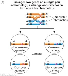 Linkage: two genes on the same chromosome, with crossing over