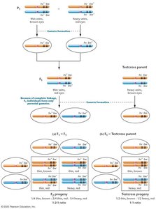 Results of a cross involving two genes with complete linkage