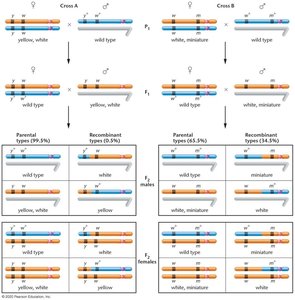 Results of crosses involving X-linked genes in Drosophila