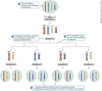 Independent assortment during meiosis