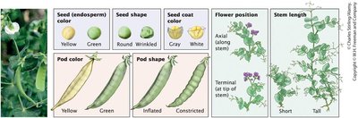 Seven characteristics studied by Mendel in pea plants
