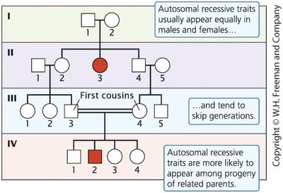 Pedigree showing autosomal recessive inheritance