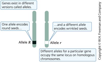 Alleles for round and wrinkled seeds on homologous chromosomes