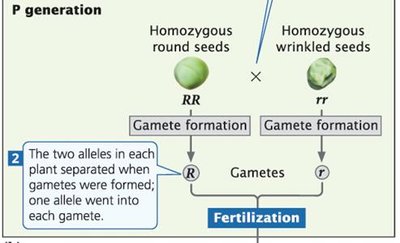 Segregation of alleles in a monohybrid cross