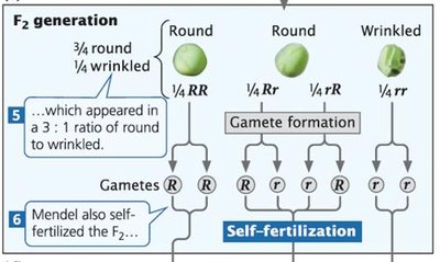 F2 generation showing 3:1 ratio of round to wrinkled seeds