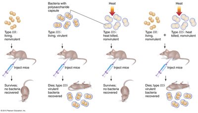 Griffith's transformation experiment with mice