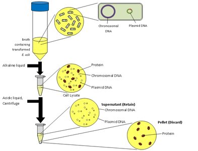 DNA miniprep isolation process