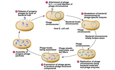 Lytic cycle of bacteriophage