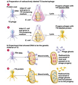 Hershey-Chase experiment steps