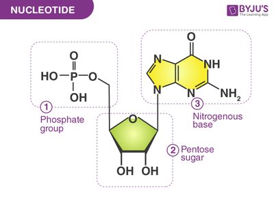 Nucleotide structure
