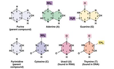 Structures of deoxyribose, ribose, and nitrogenous bases