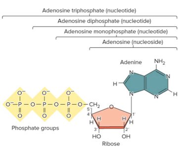 Adenosine nucleoside and nucleotide forms