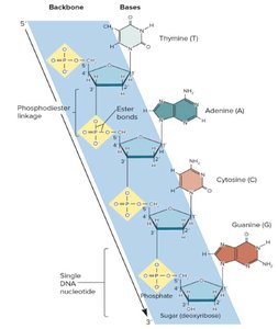 Phosphodiester linkage in DNA strand