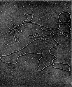 Uncoiled DNA strands under electron microscope