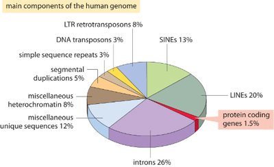 Pie chart of human genome components