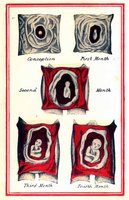 Historical illustration of embryonic development stages