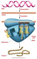Central dogma: DNA to RNA to protein