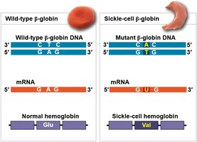 Molecular basis of sickle-cell anemia