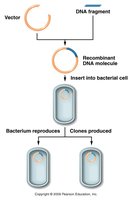 Diagram of recombinant DNA cloning process